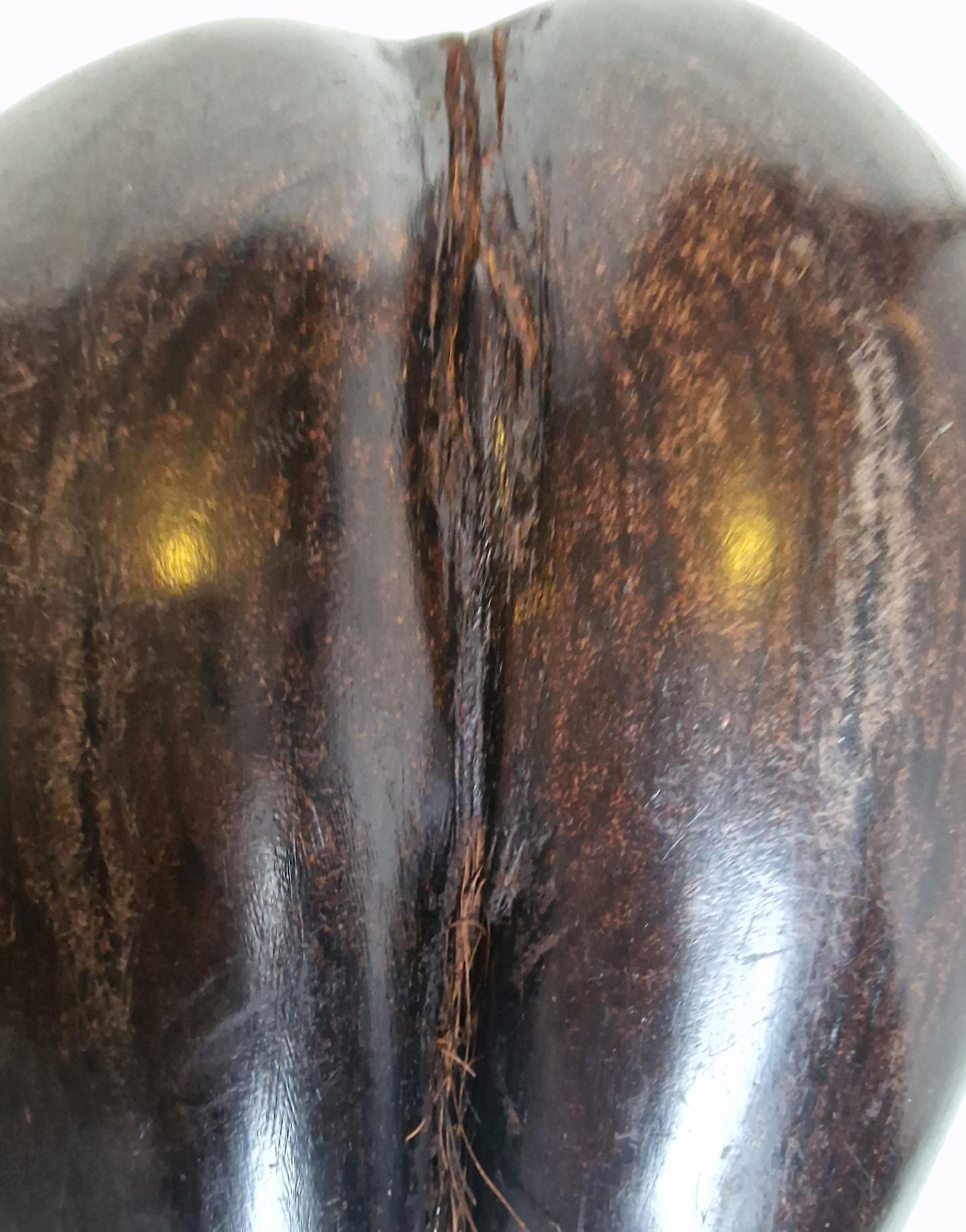 Polished Coco de Mer – Seychelles Double Coconut with Hidden Compartment