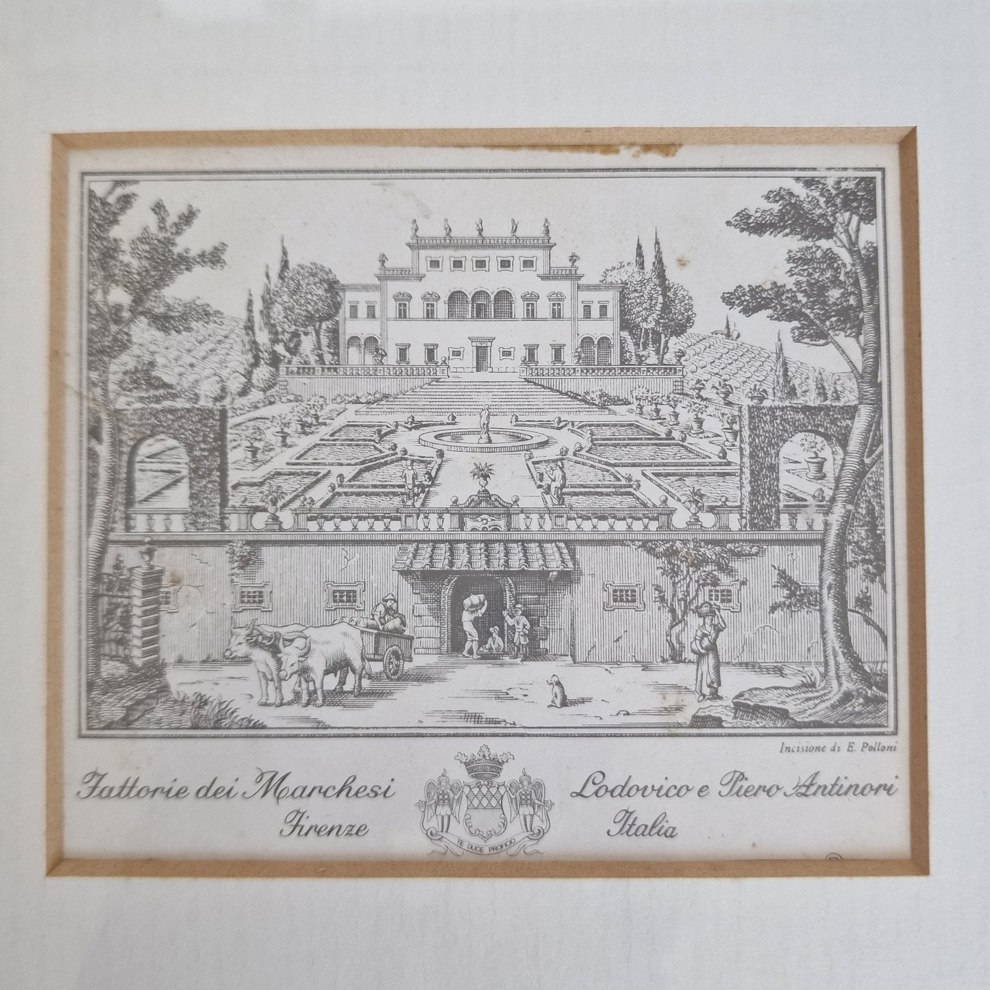 Antieke gravure  Firenze, polloni, ingelijst, krantenknipsel erbij, bijzonder object, tattorie dei marchesie antiques