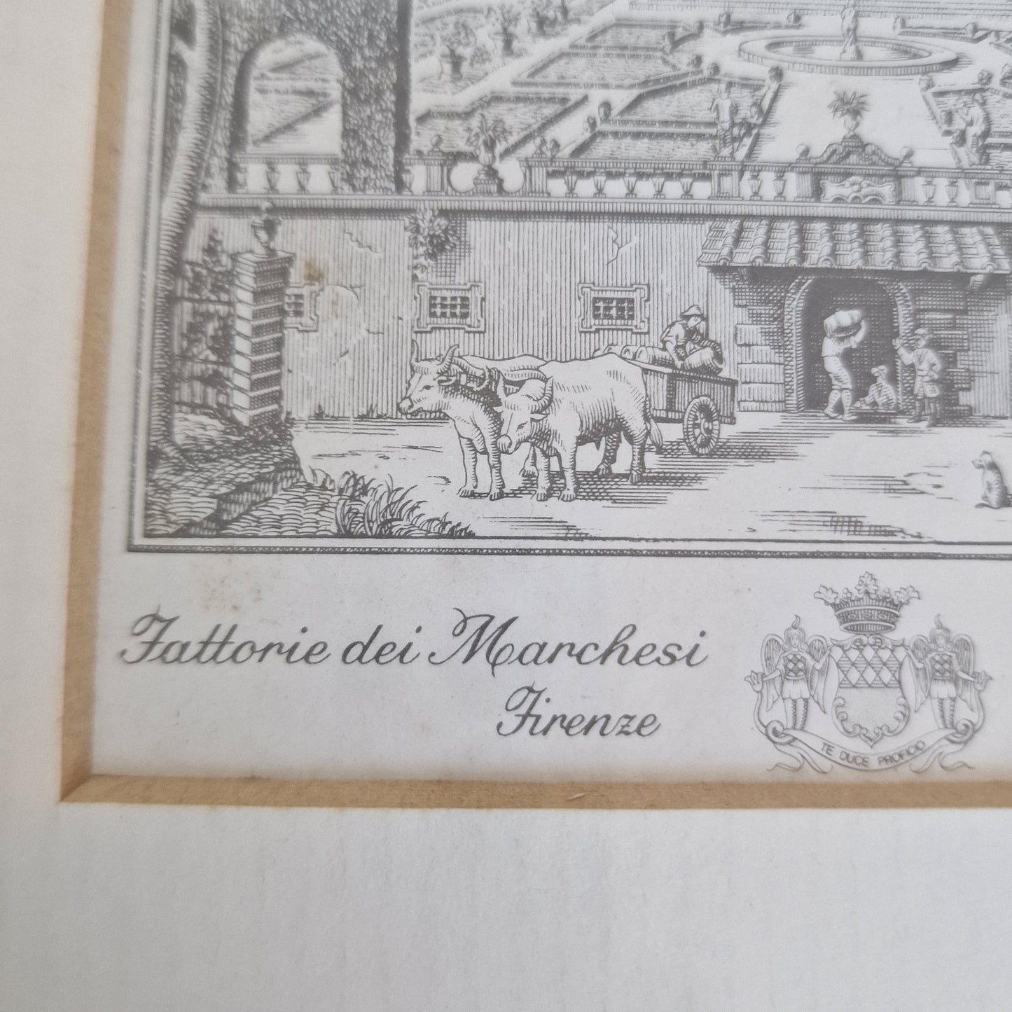 Antieke gravure  Firenze, polloni, ingelijst, krantenknipsel erbij, bijzonder object, tattorie dei marchesie antiques