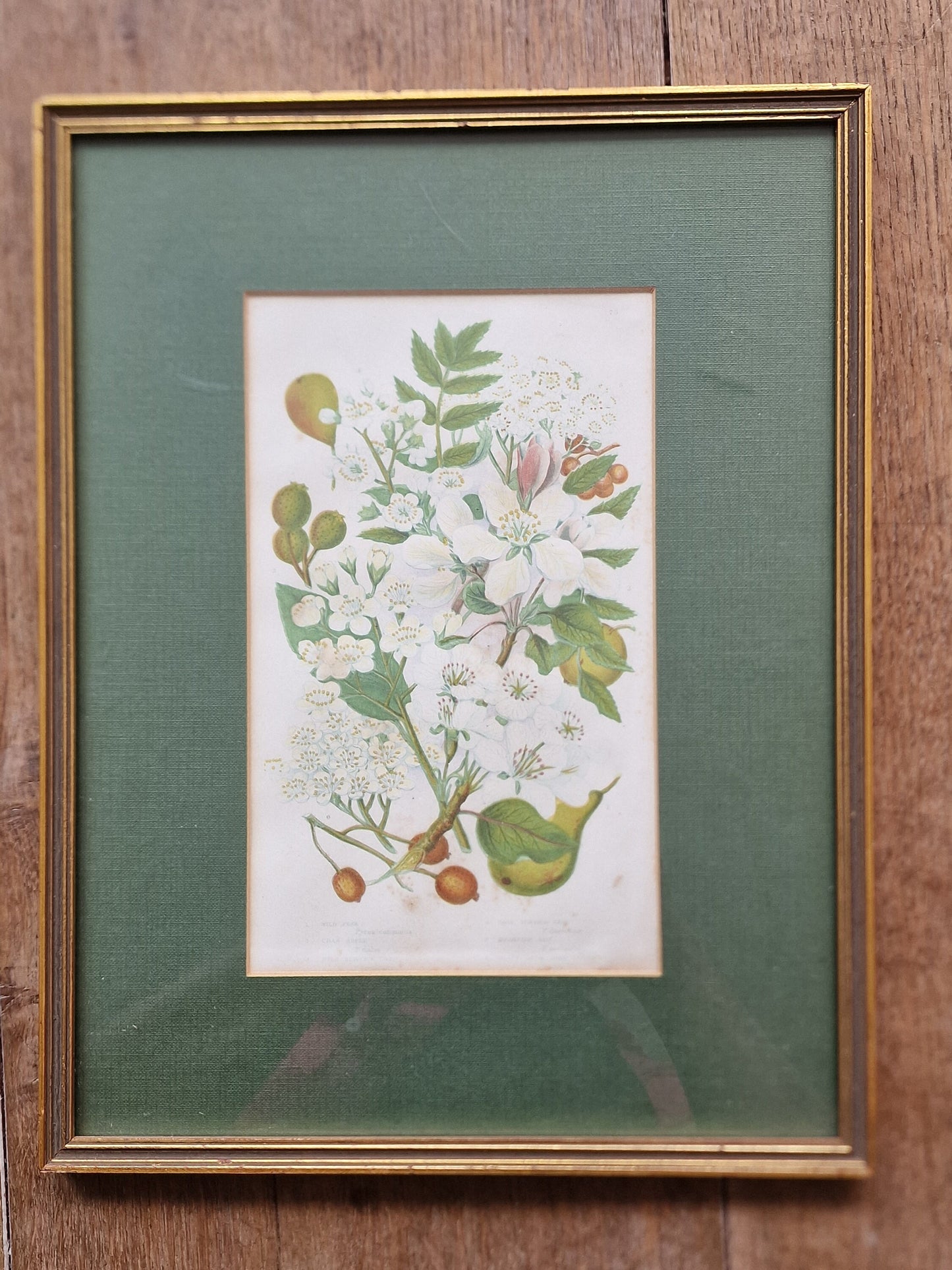 litography plants framed antique 1864 authentique