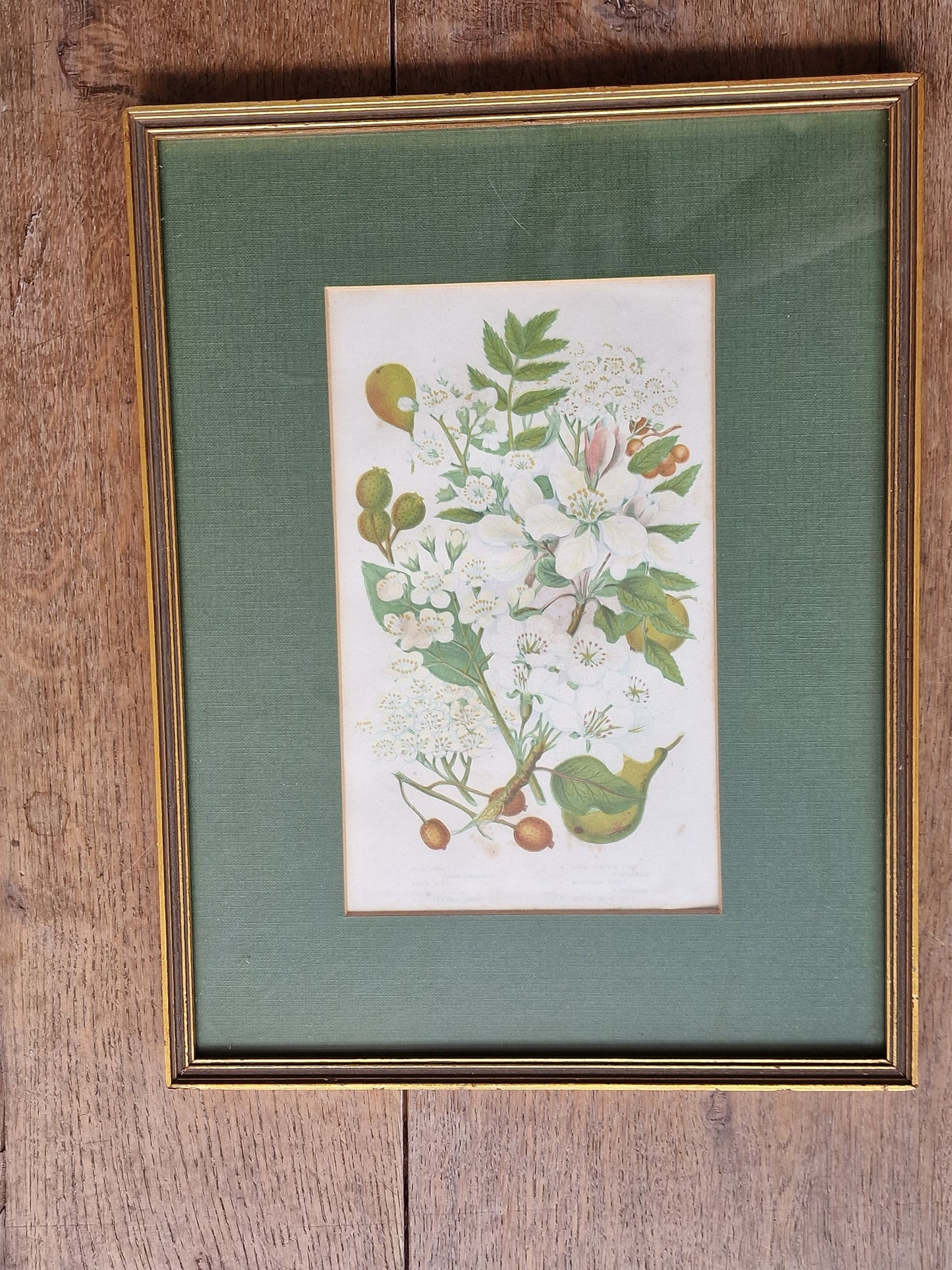 litography plants framed antique 1864 authentique