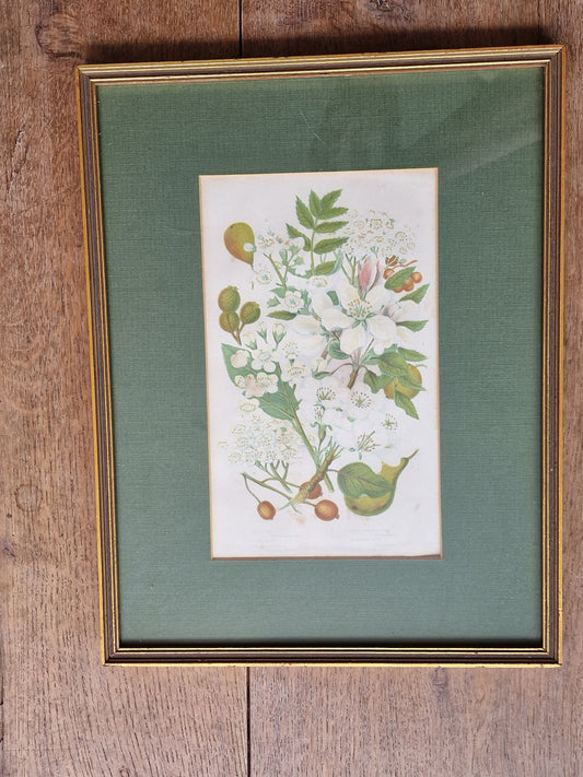 litography plants framed antique 1864 authentique