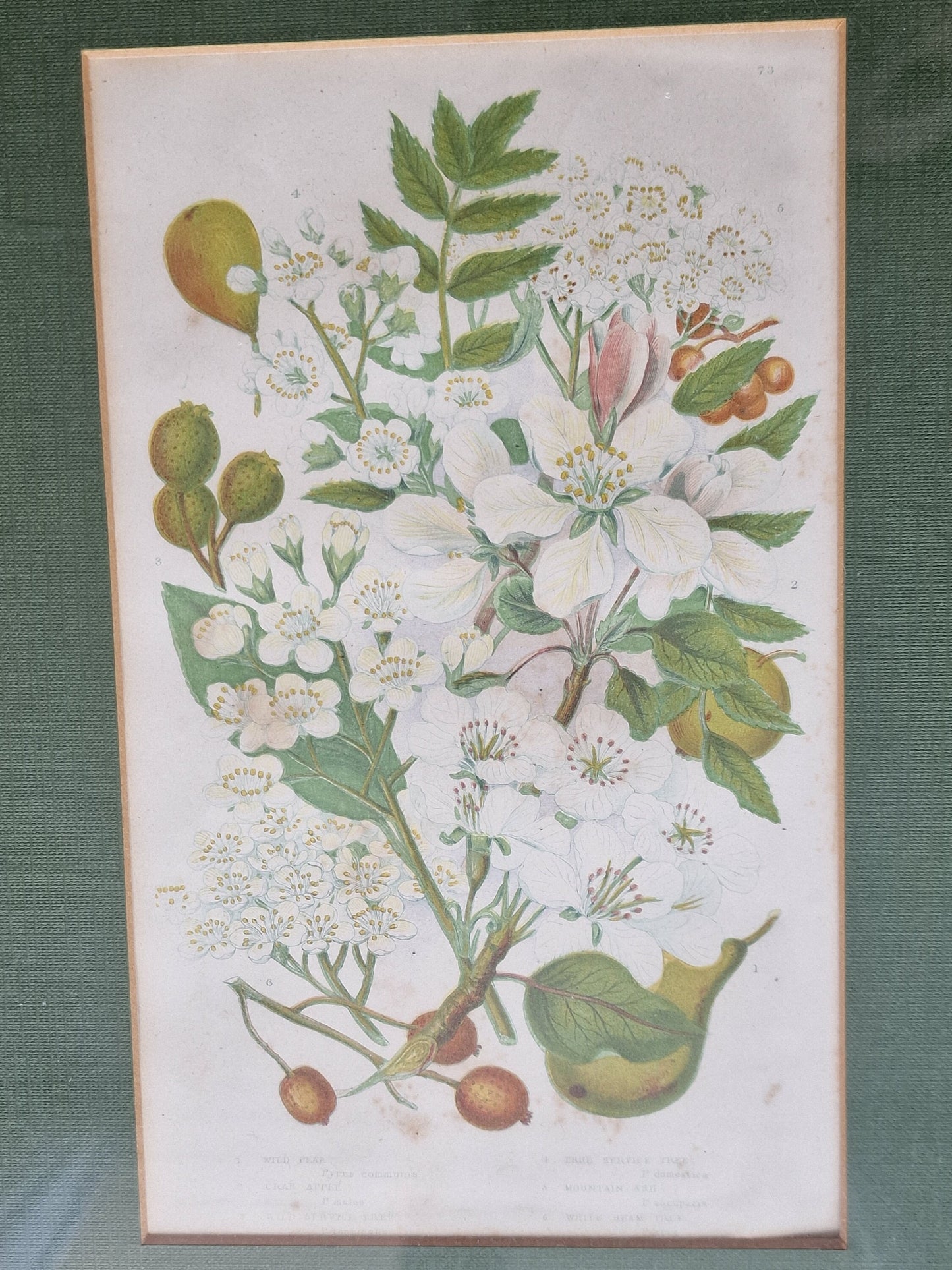 litography plants framed antique 1864 authentique