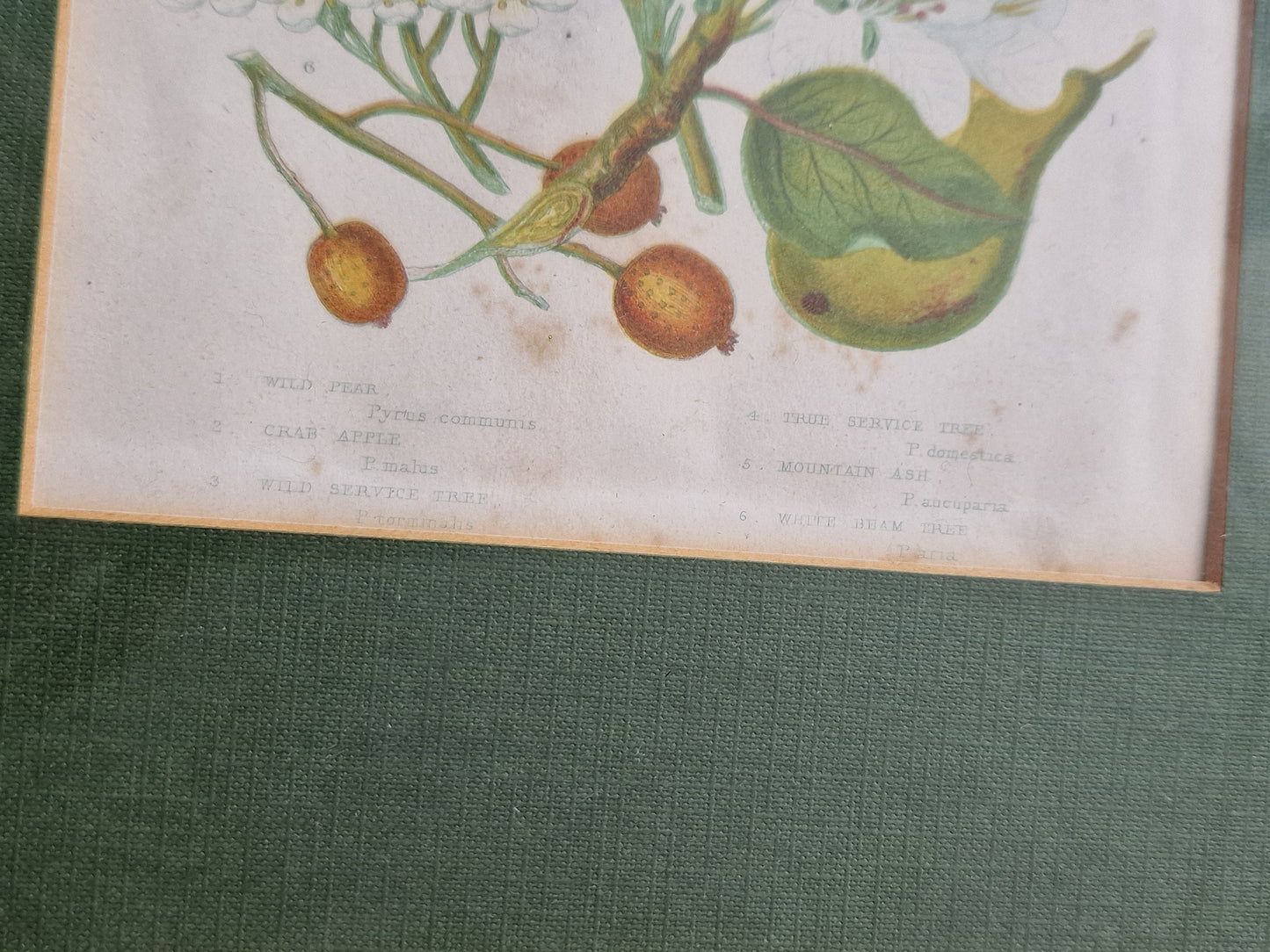 litography plants framed antique 1864 authentique