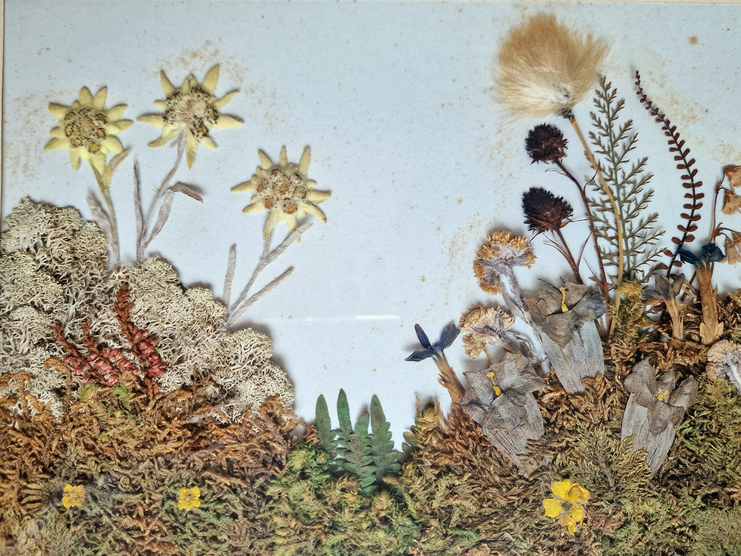 Antique Edelweiss 3D Diorama, Austrian Alps Painting (1900-1940)