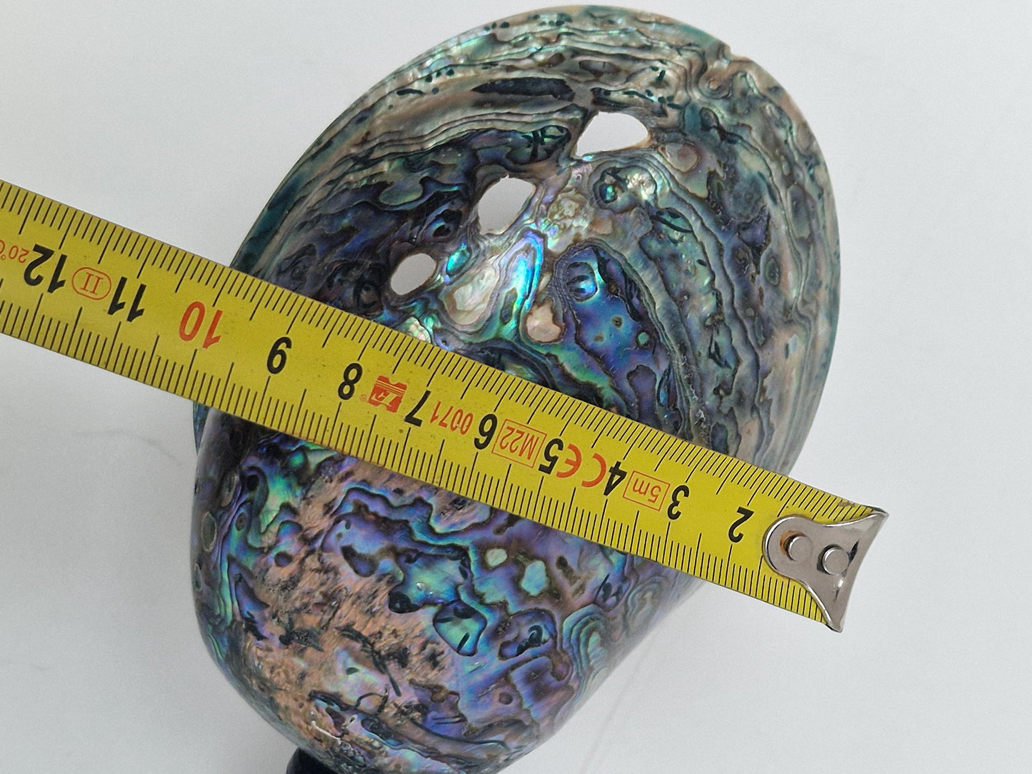 Antique Abalone Shell on Wood Stand, Library Decor