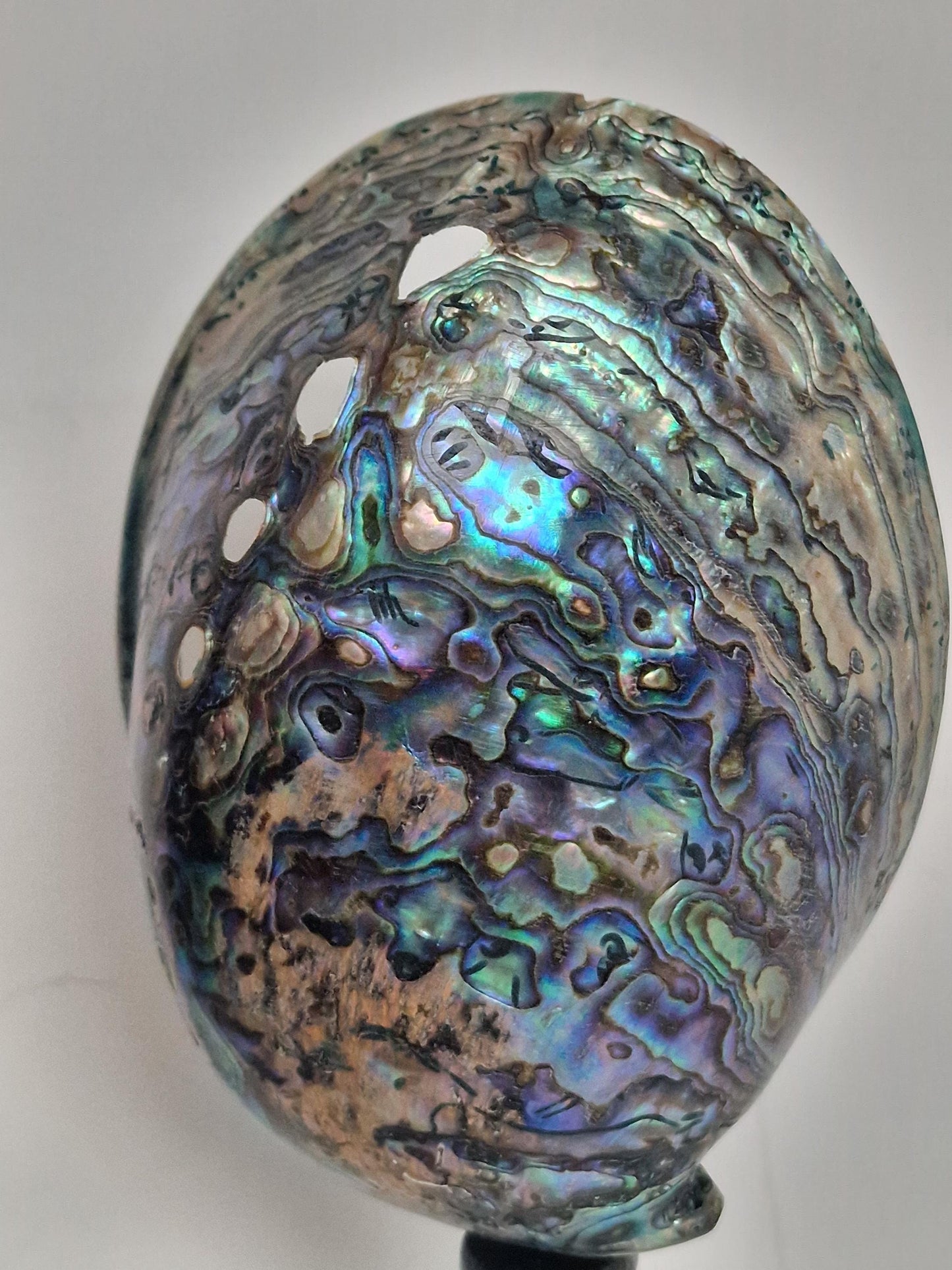 Antique Abalone Shell on Wood Stand, Library Decor