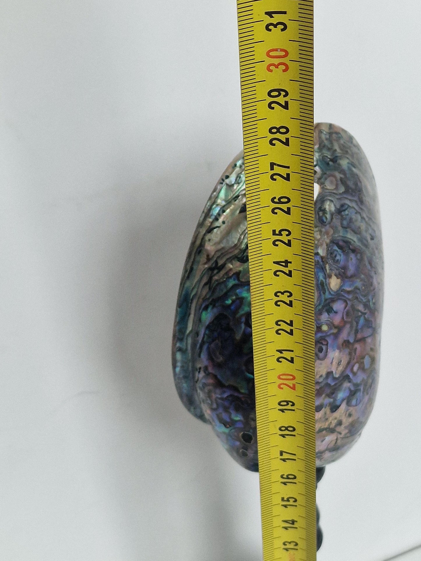 Antique Abalone Shell on Wood Stand, Library Decor