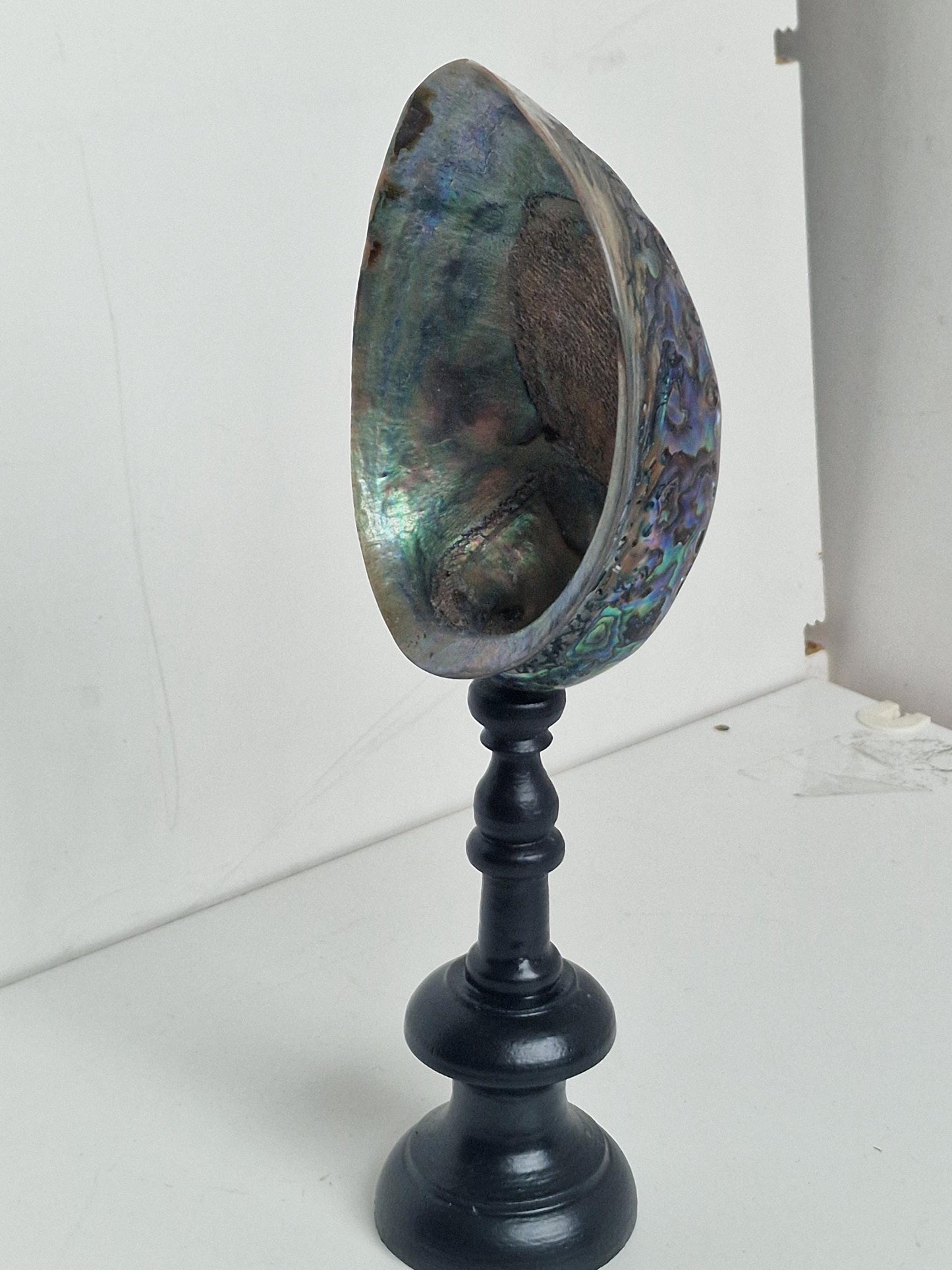 Antique Abalone Shell on Wood Stand, Library Decor