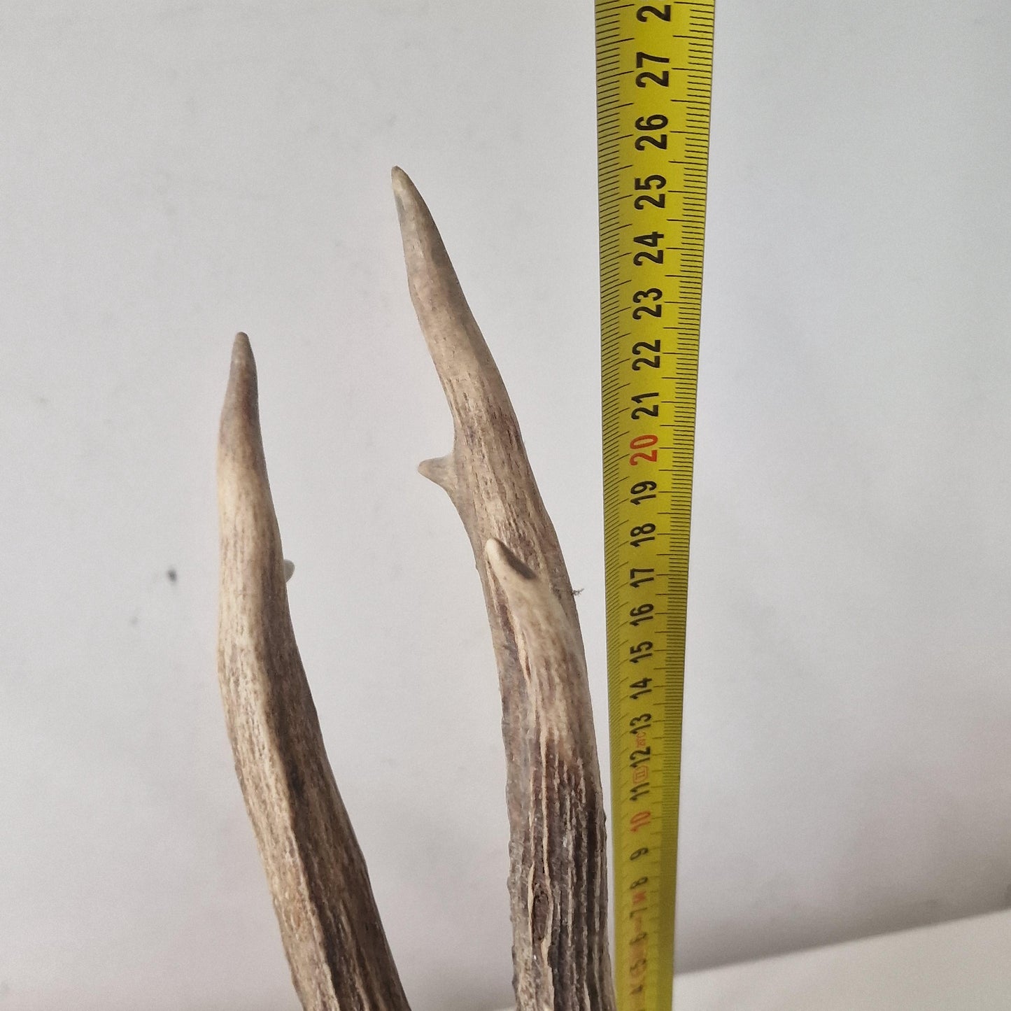 Deer Antler Mounts on Wood Shield, Hunting Decor (Set of 3)