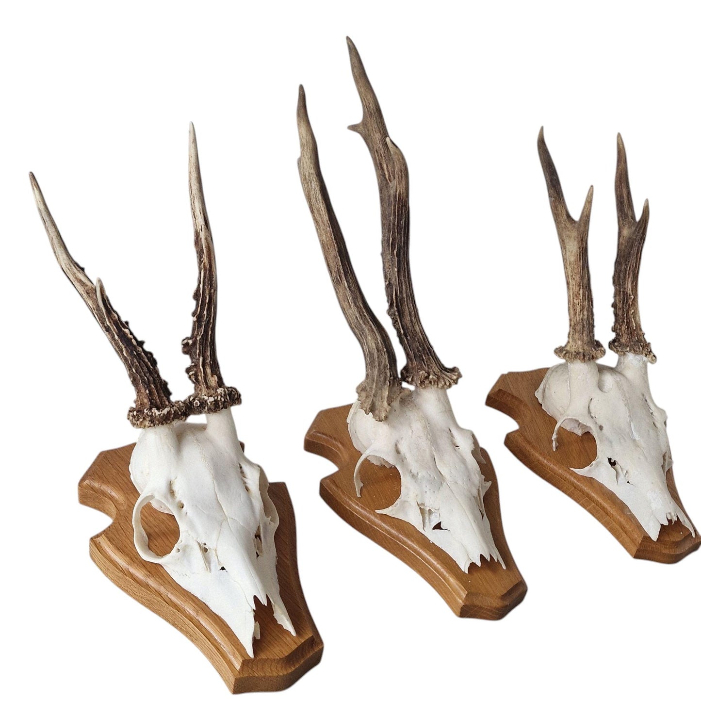 Deer Antler Mounts on Wood Shield, Hunting Decor (Set of 3)