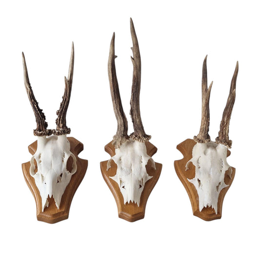Deer Antler Mounts on Wood Shield, Hunting Decor (Set of 3)