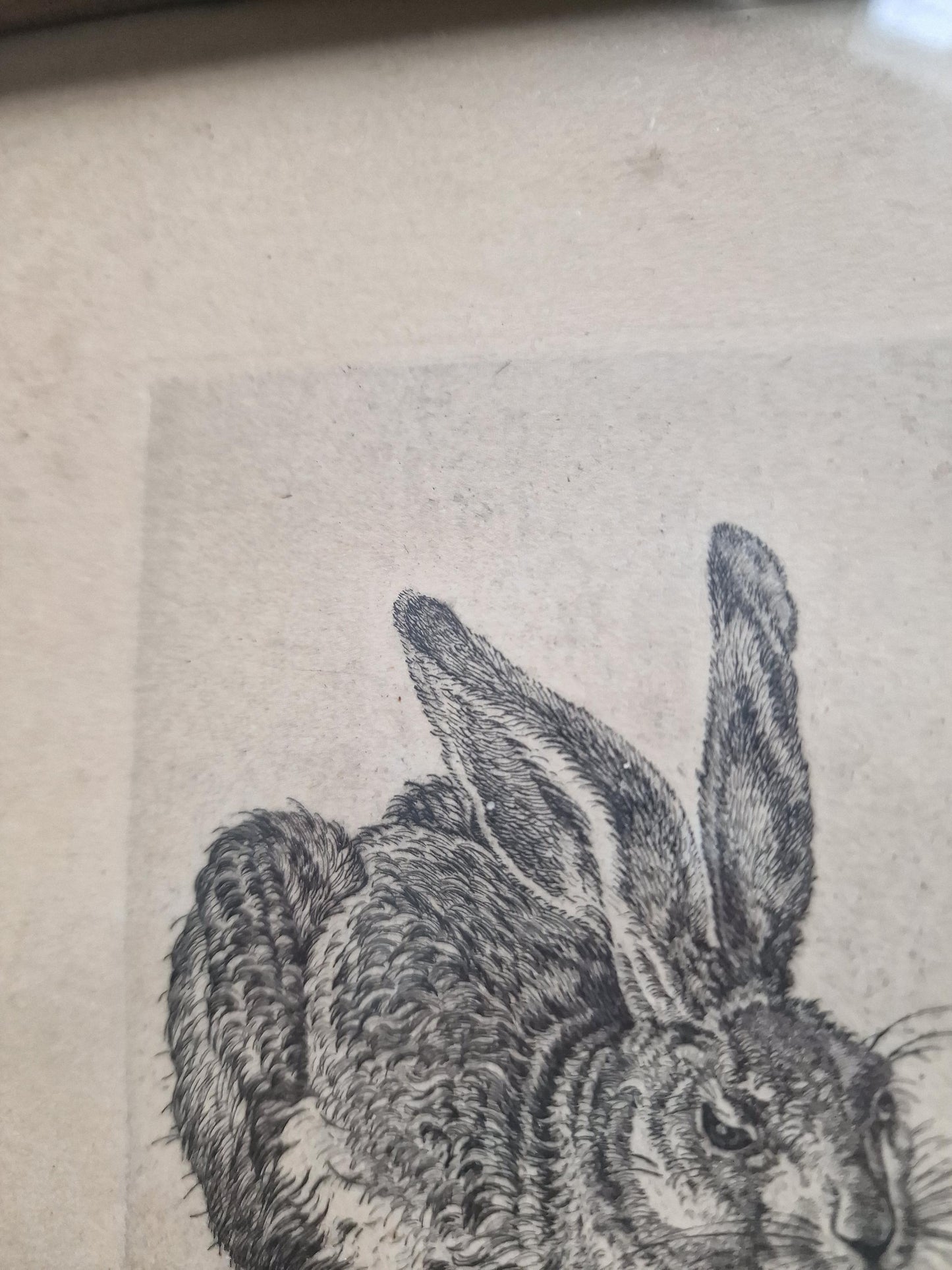 Max Brückner Hare Print – 1910s Vintage German Framed Artwork