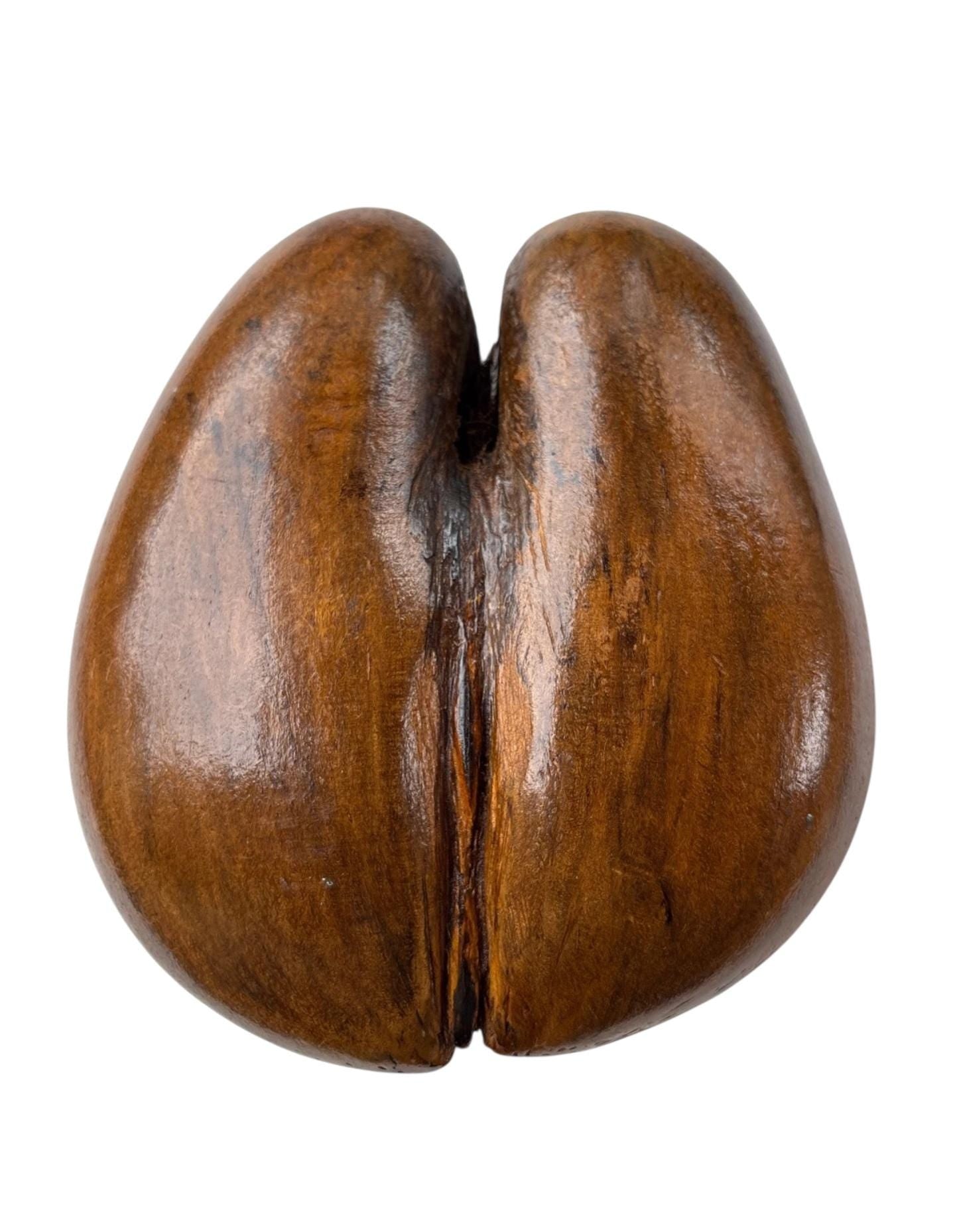 Polished Coco de Mer – Large Seychelles Coconut Sculpture, Exotic Decor basket