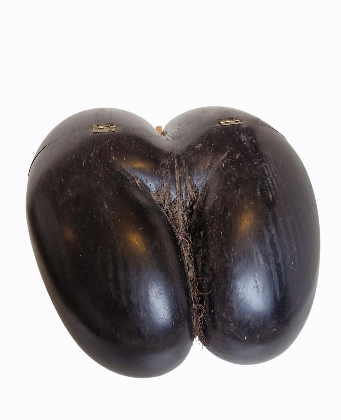 Polished Coco de Mer – Seychelles Double Coconut with Hidden Compartment