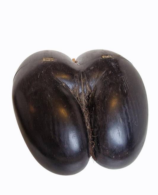 Polished Coco de Mer – Seychelles Double Coconut with Hidden Compartment