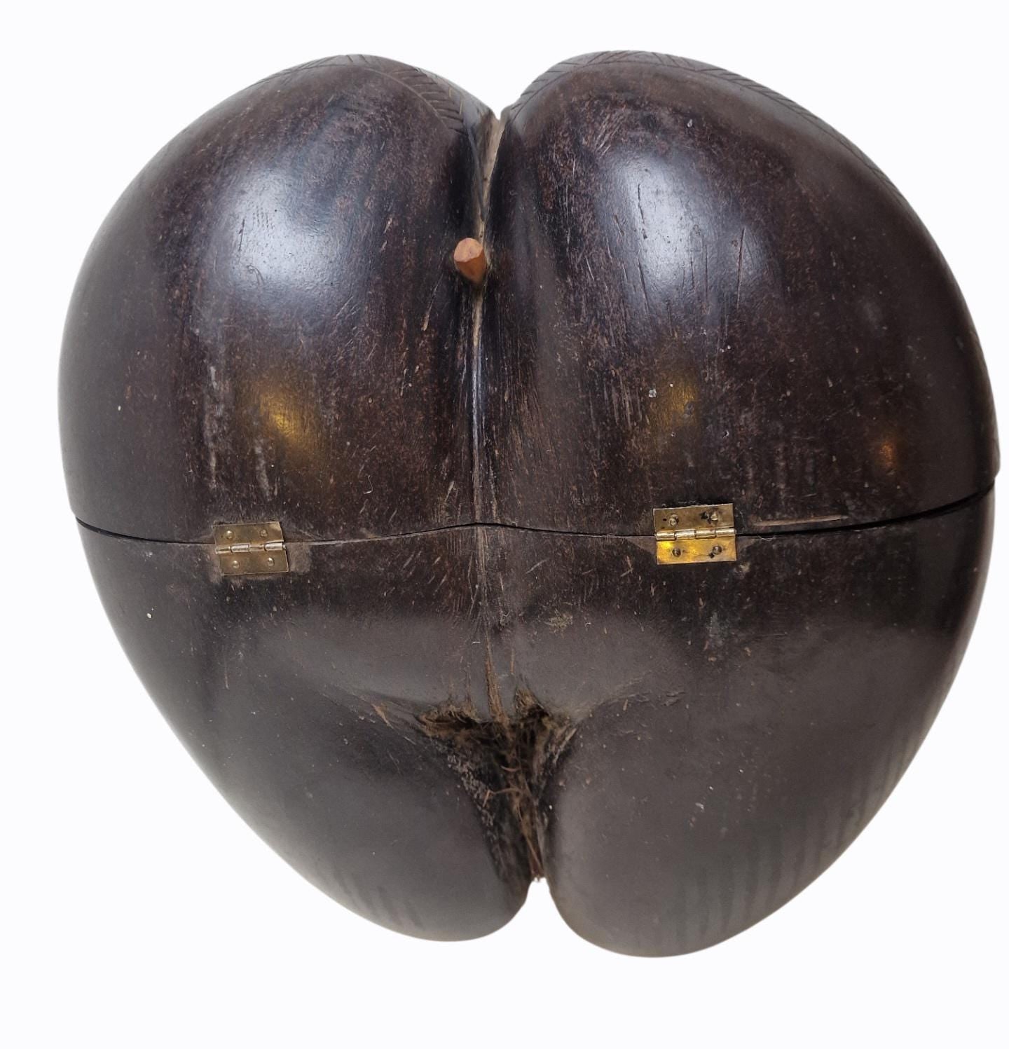 Polished Coco de Mer – Seychelles Double Coconut with Hidden Compartment