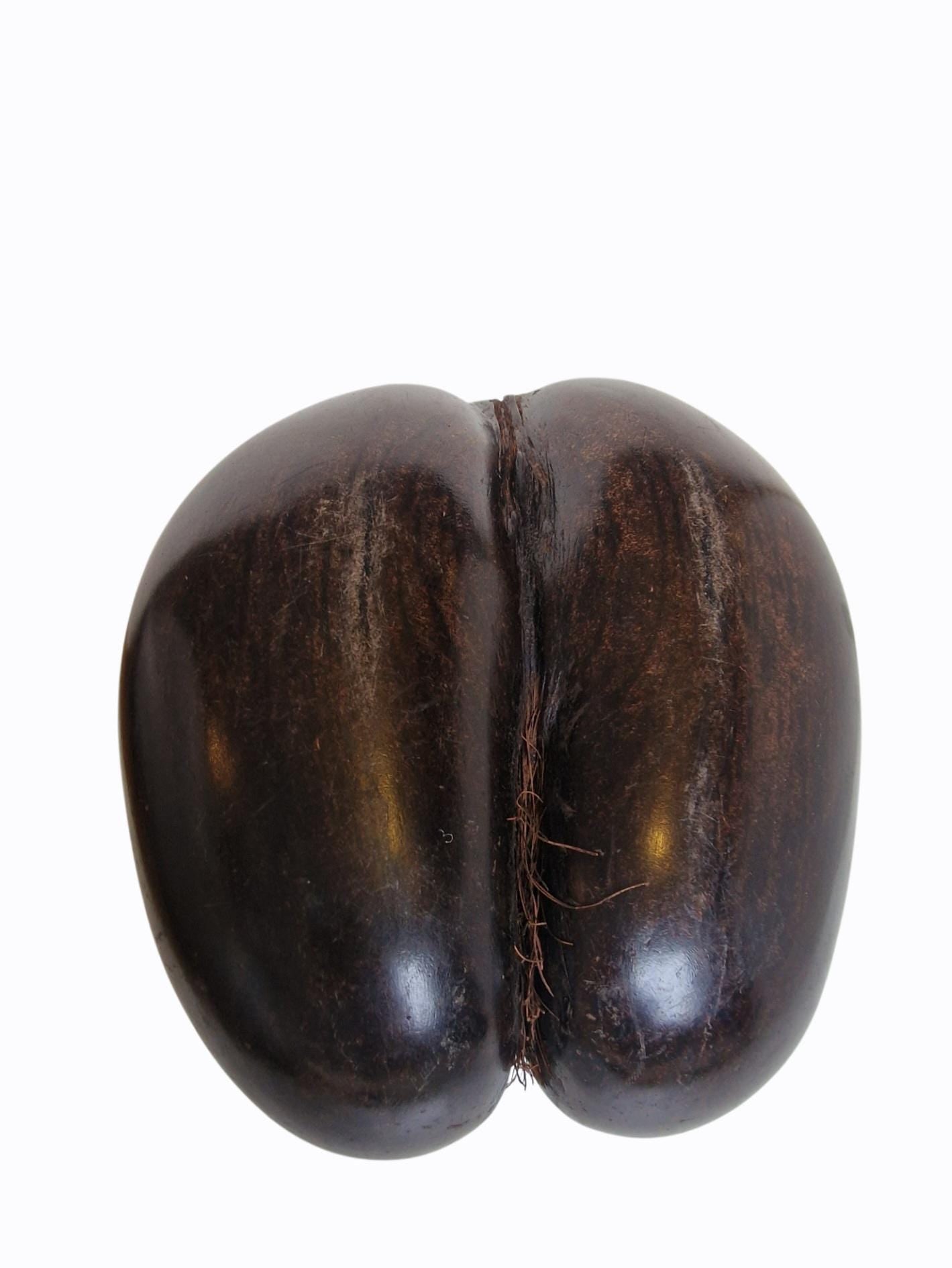Polished Coco de Mer – Seychelles Double Coconut with Hidden Compartment
