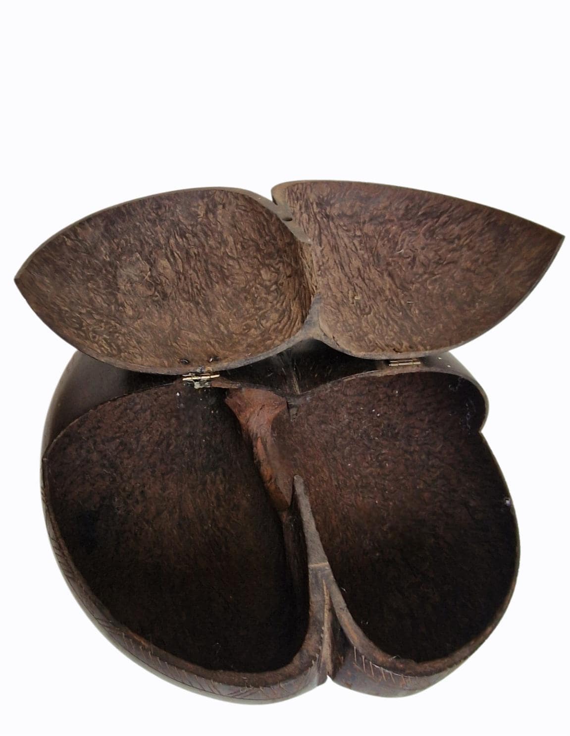 Polished Coco de Mer – Seychelles Double Coconut with Hidden Compartment