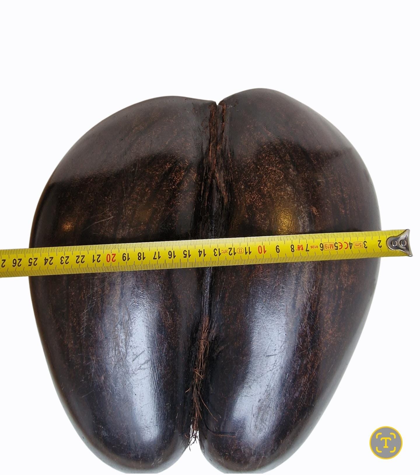 Polished Coco de Mer – Seychelles Double Coconut with Hidden Compartment