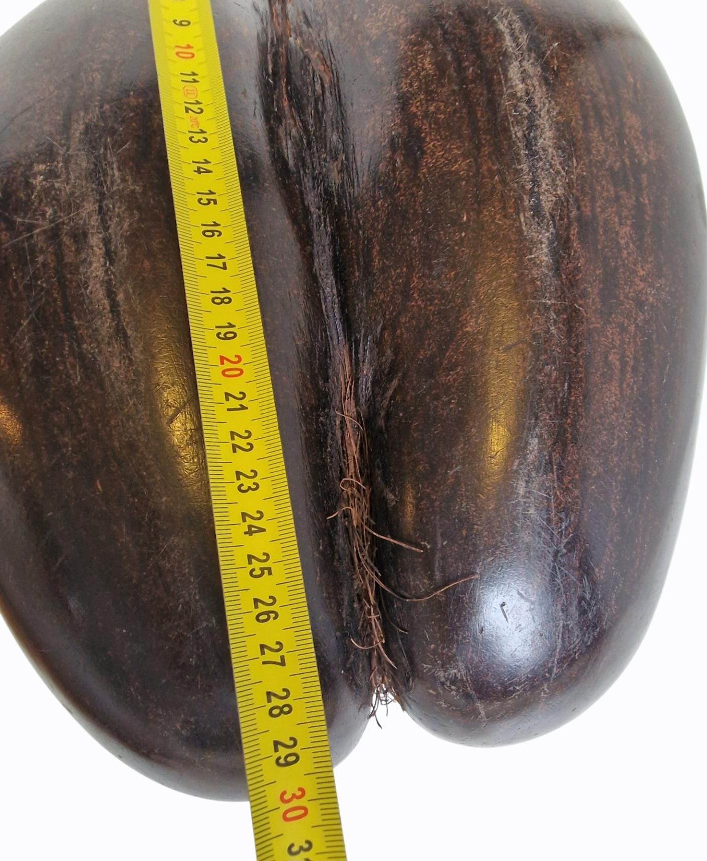 Polished Coco de Mer – Seychelles Double Coconut with Hidden Compartment