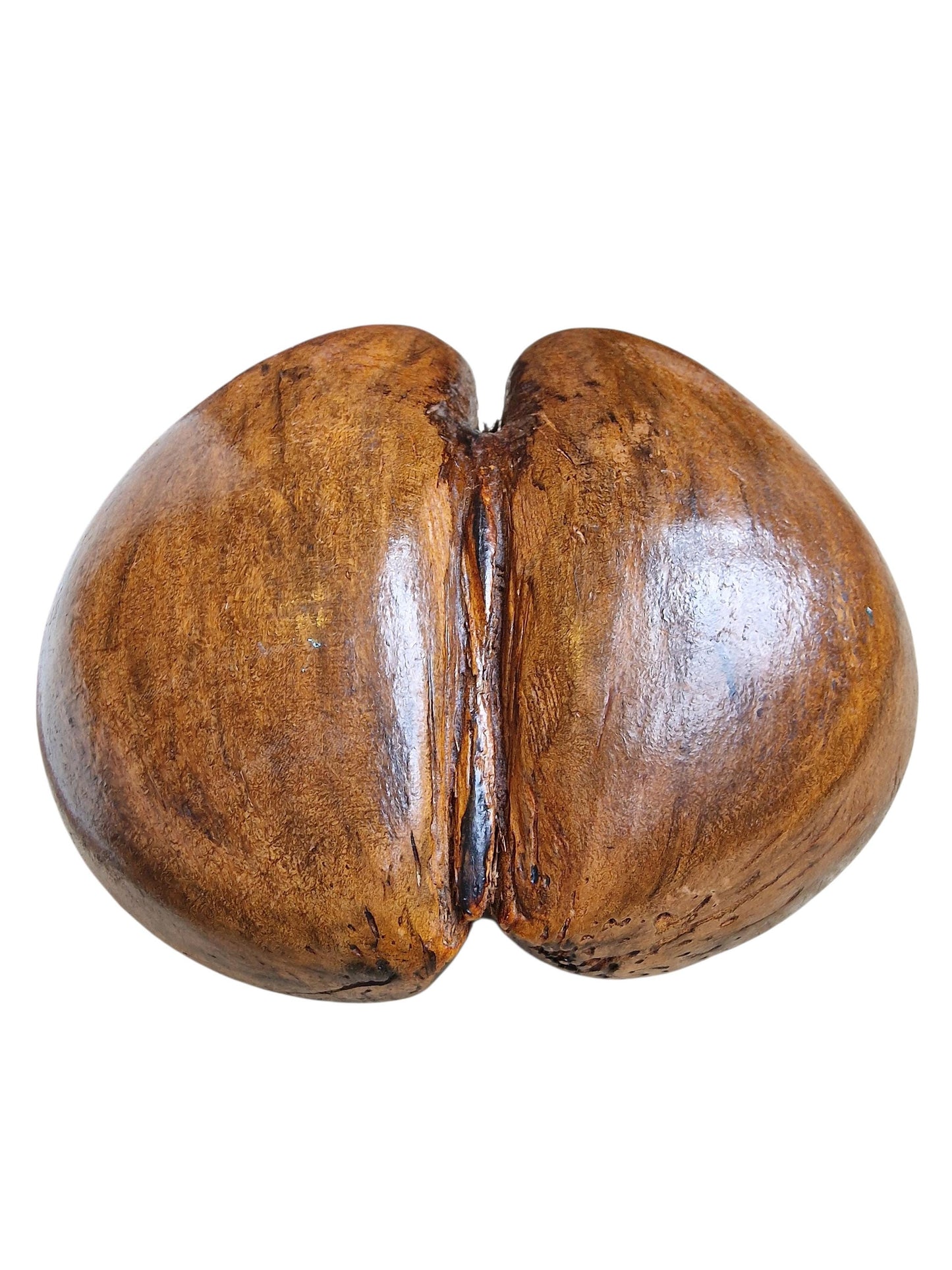Polished Coco de Mer – Large Seychelles Coconut Sculpture, Exotic Decor basket