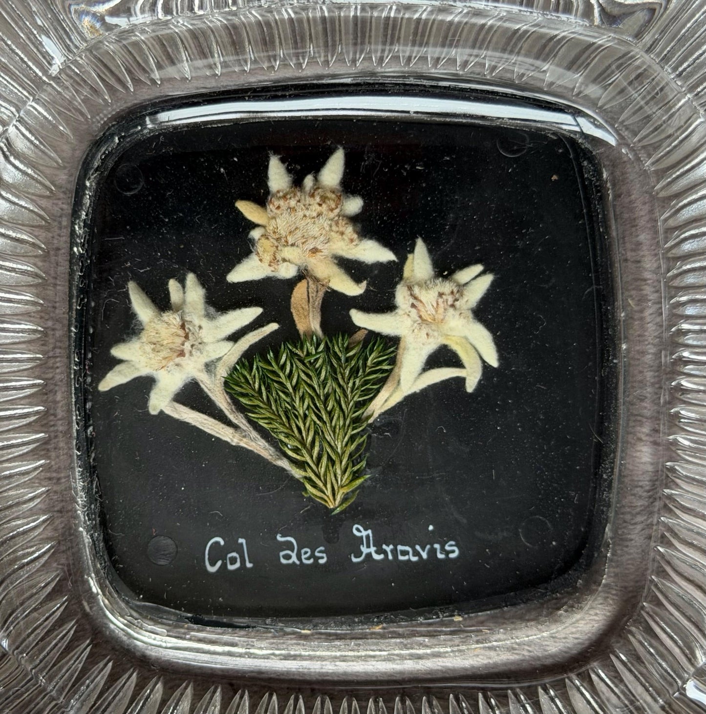 Col de aravis vintage French Alps real edelweiss in glass