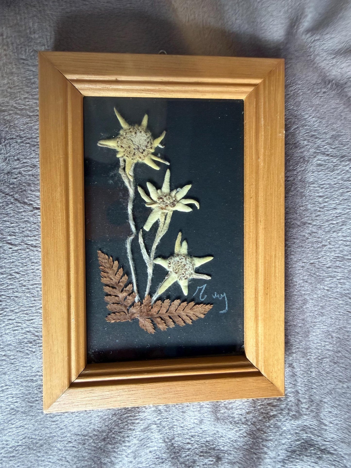 Vintage Edelweiss Painting, Mid-Century Alpen Floral Art, Framed