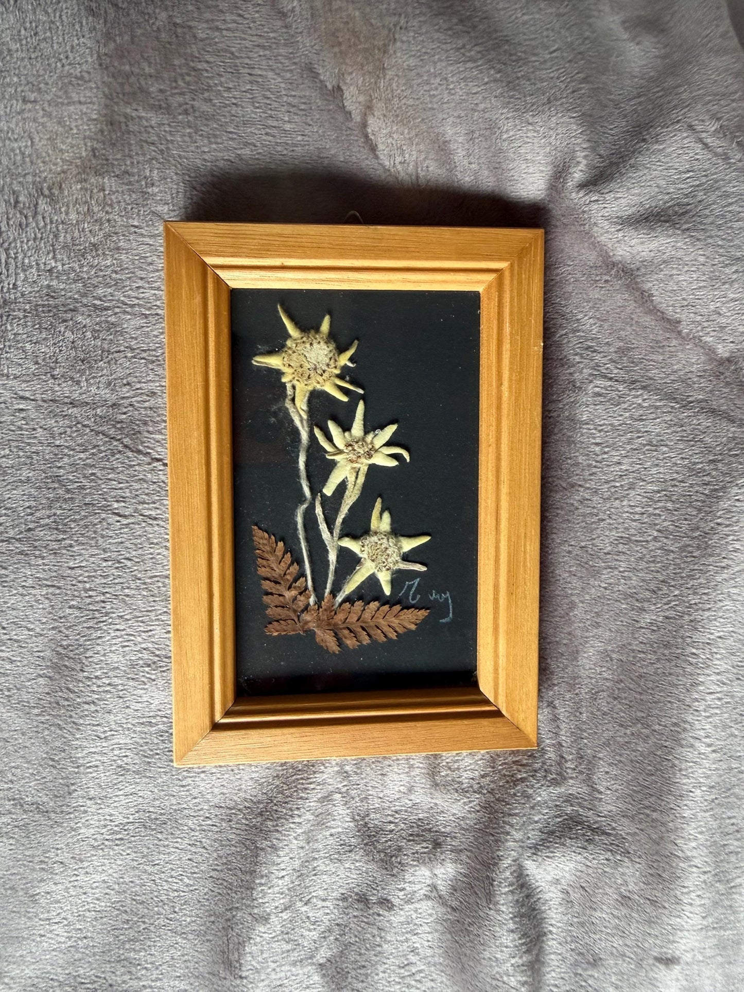Vintage Edelweiss Painting, Mid-Century Alpen Floral Art, Framed