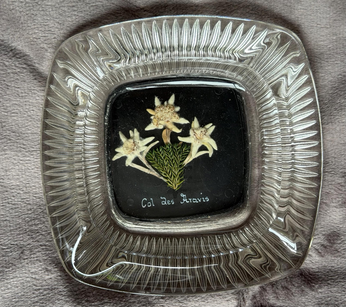 Col de aravis vintage French Alps real edelweiss in glass