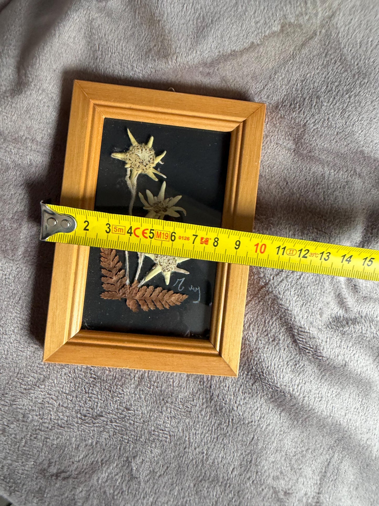 Vintage Edelweiss Painting, Mid-Century Alpen Floral Art, Framed