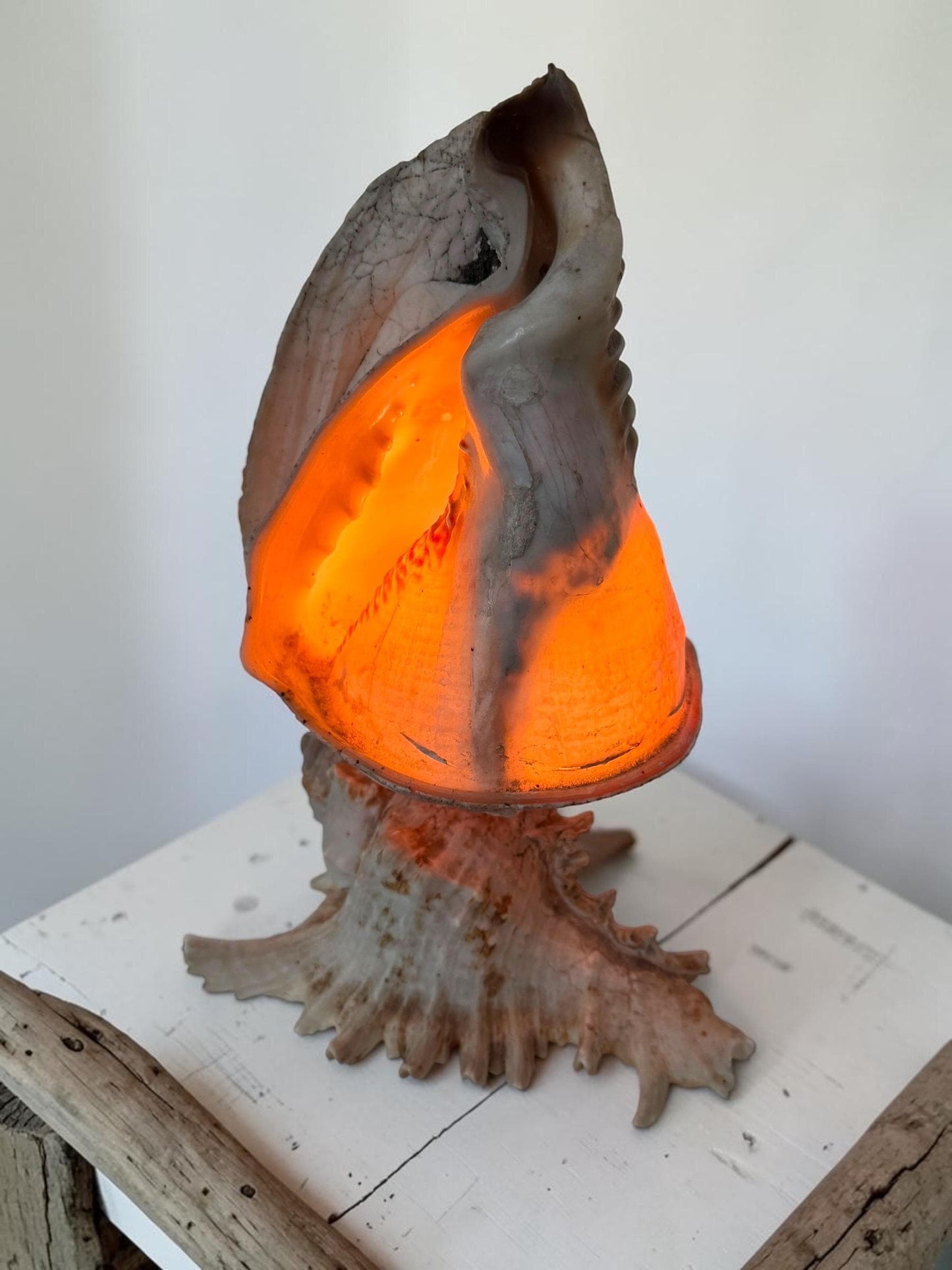 1 Schelplamp vintage camee lamp gestoken shell lamp, 2 available