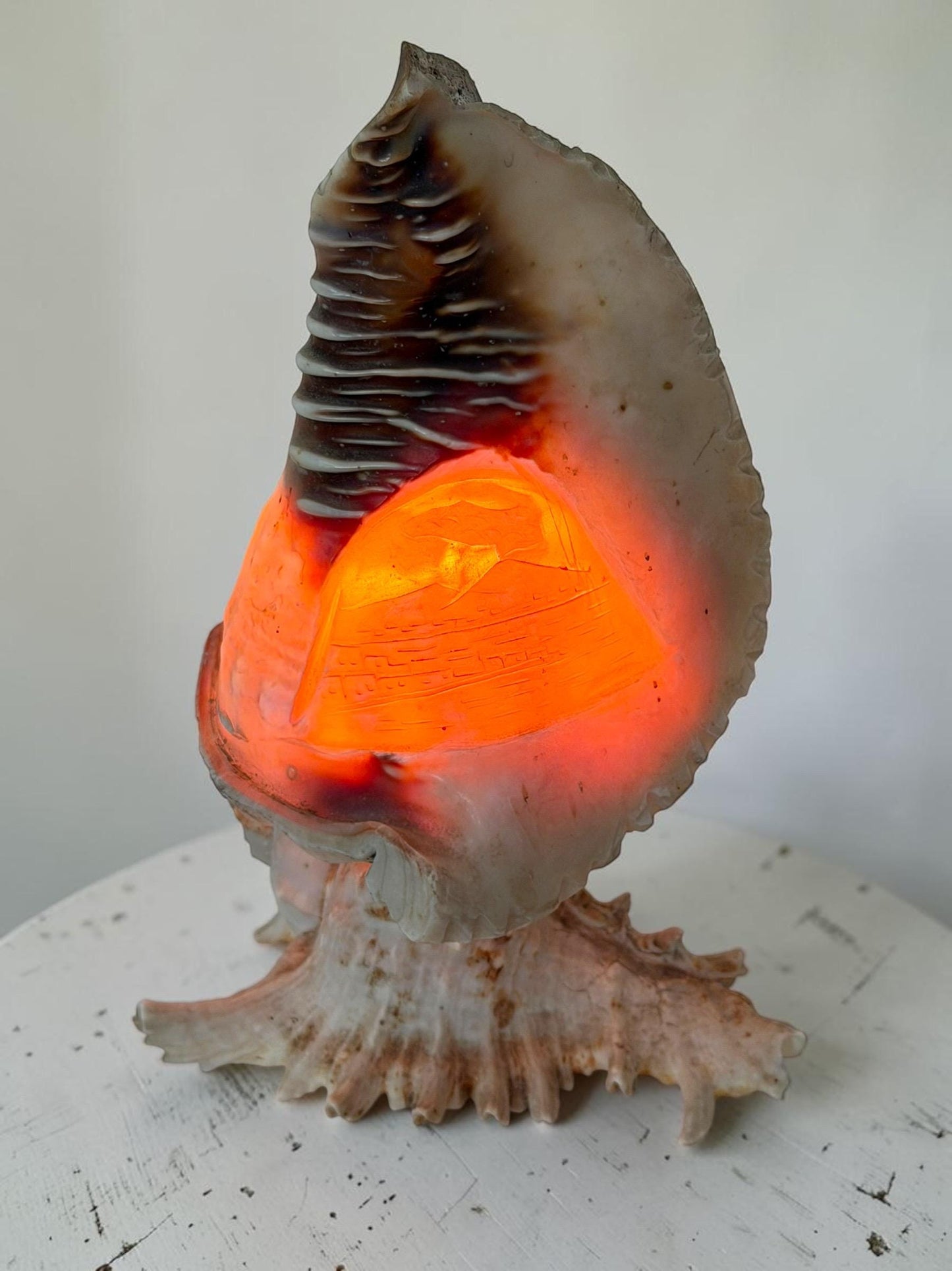 1 Schelplamp vintage camee lamp gestoken shell lamp, 2 available