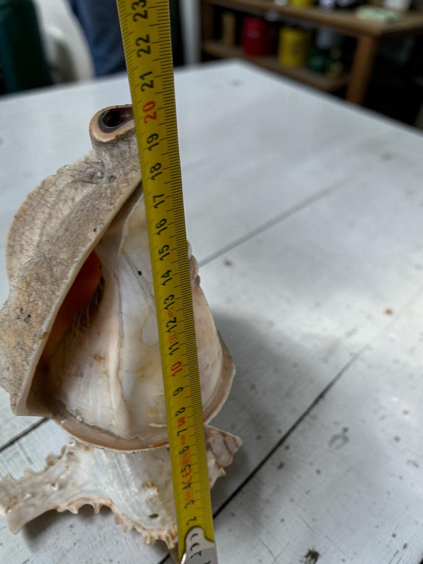 Schelplamp vintage camee lamp gestoken shell lamp