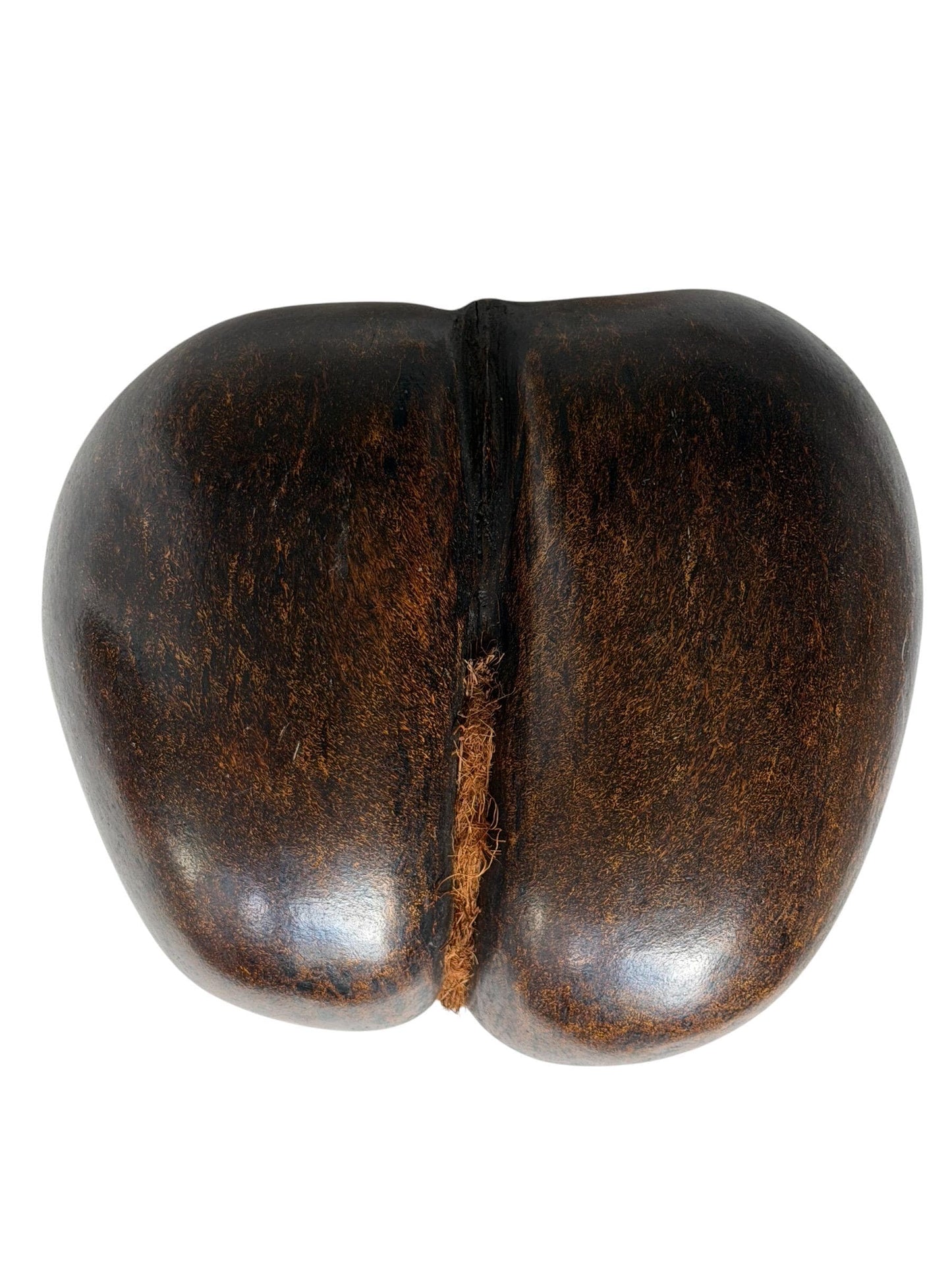 XL  Coco de Mer - Seychelles Double Coconut