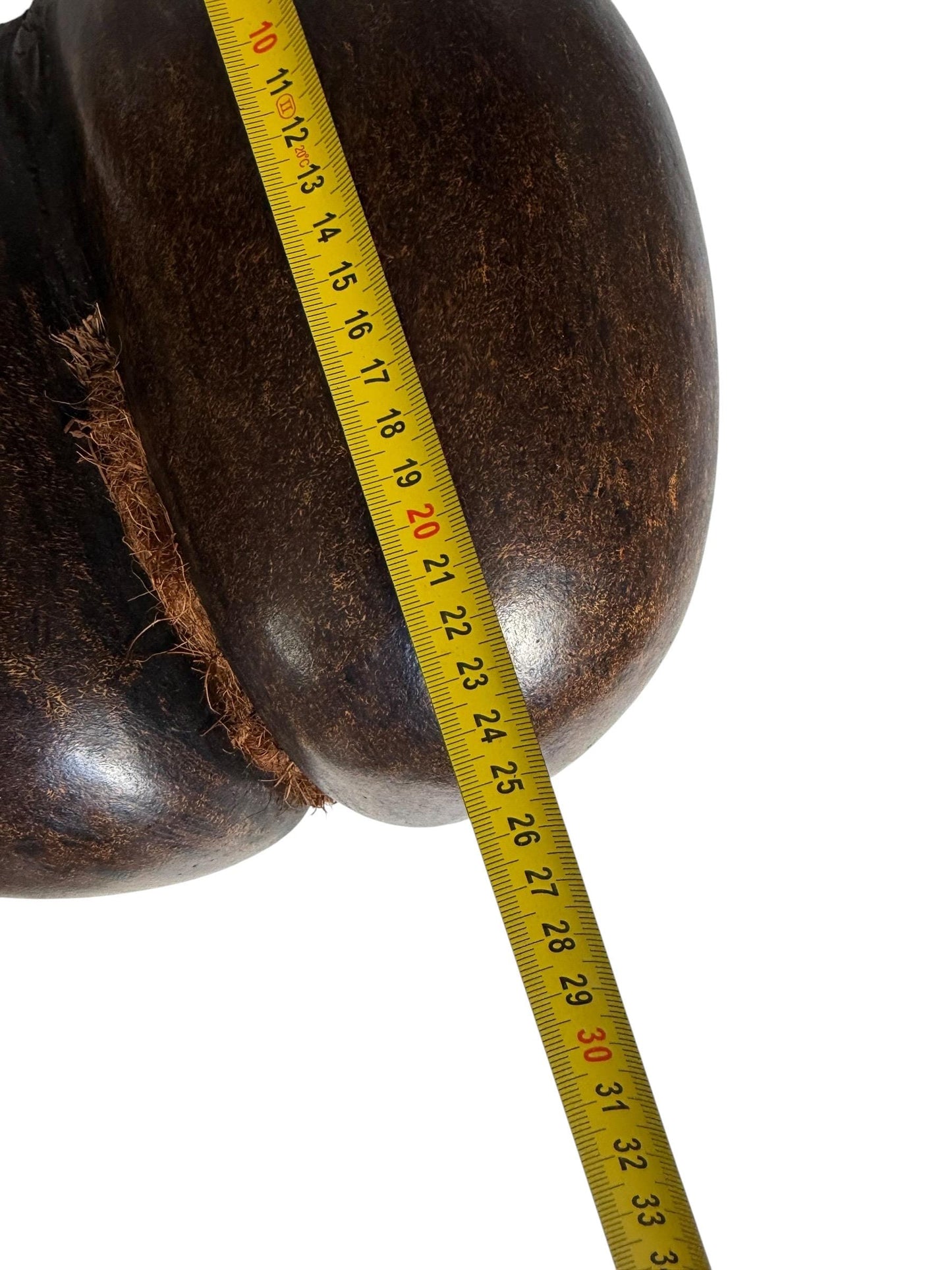 XL  Coco de Mer - Seychelles Double Coconut