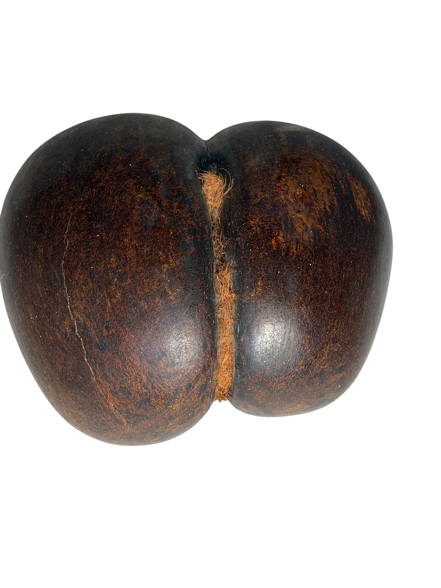 XL  Coco de Mer - Seychelles Double Coconut