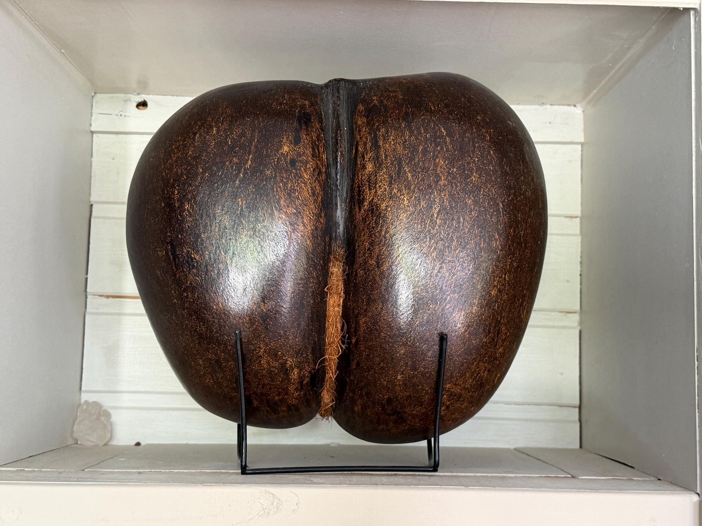 XL  Coco de Mer - Seychelles Double Coconut