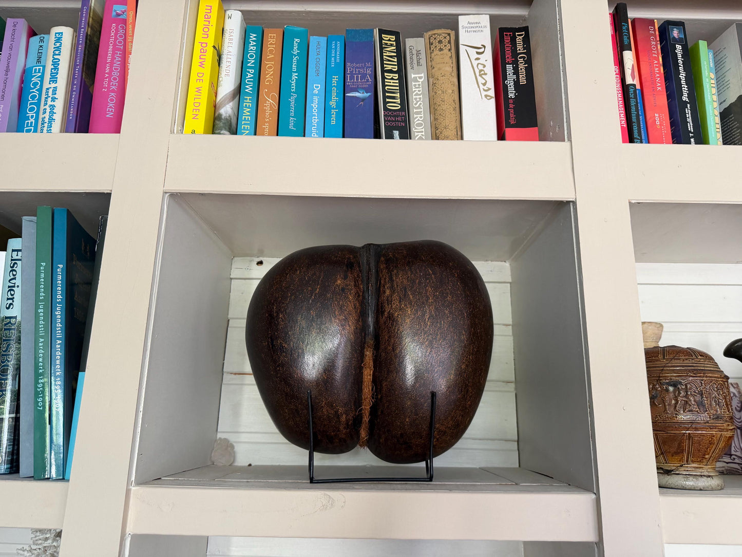 XL  Coco de Mer - Seychelles Double Coconut