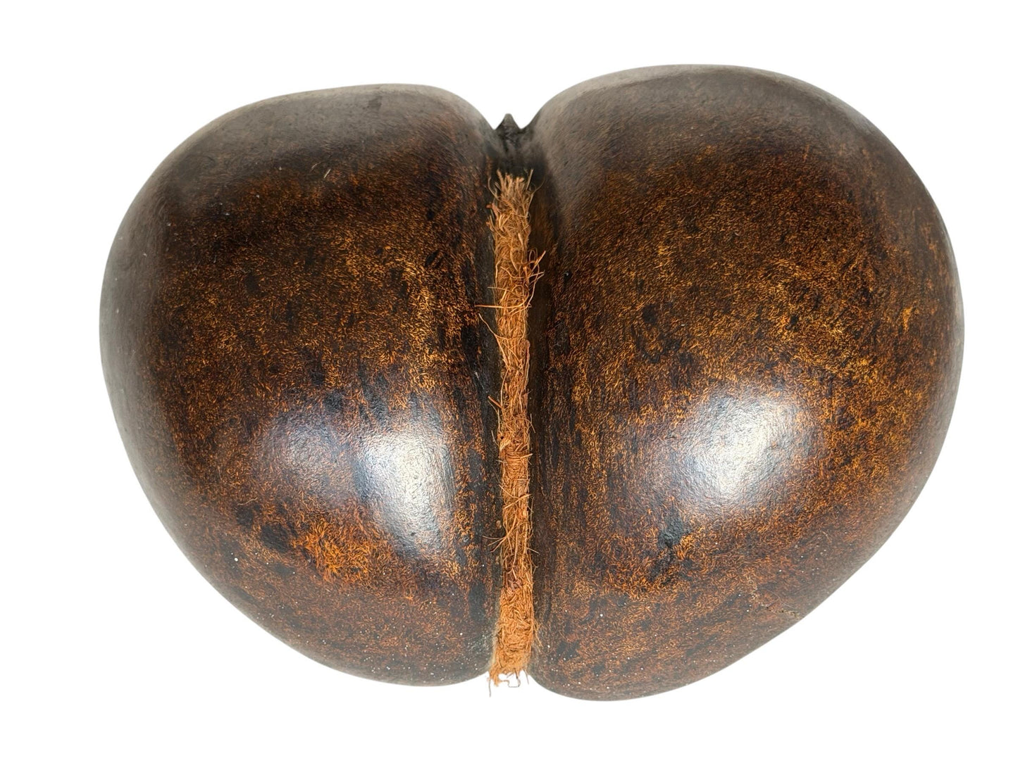 XL  Coco de Mer - Seychelles Double Coconut