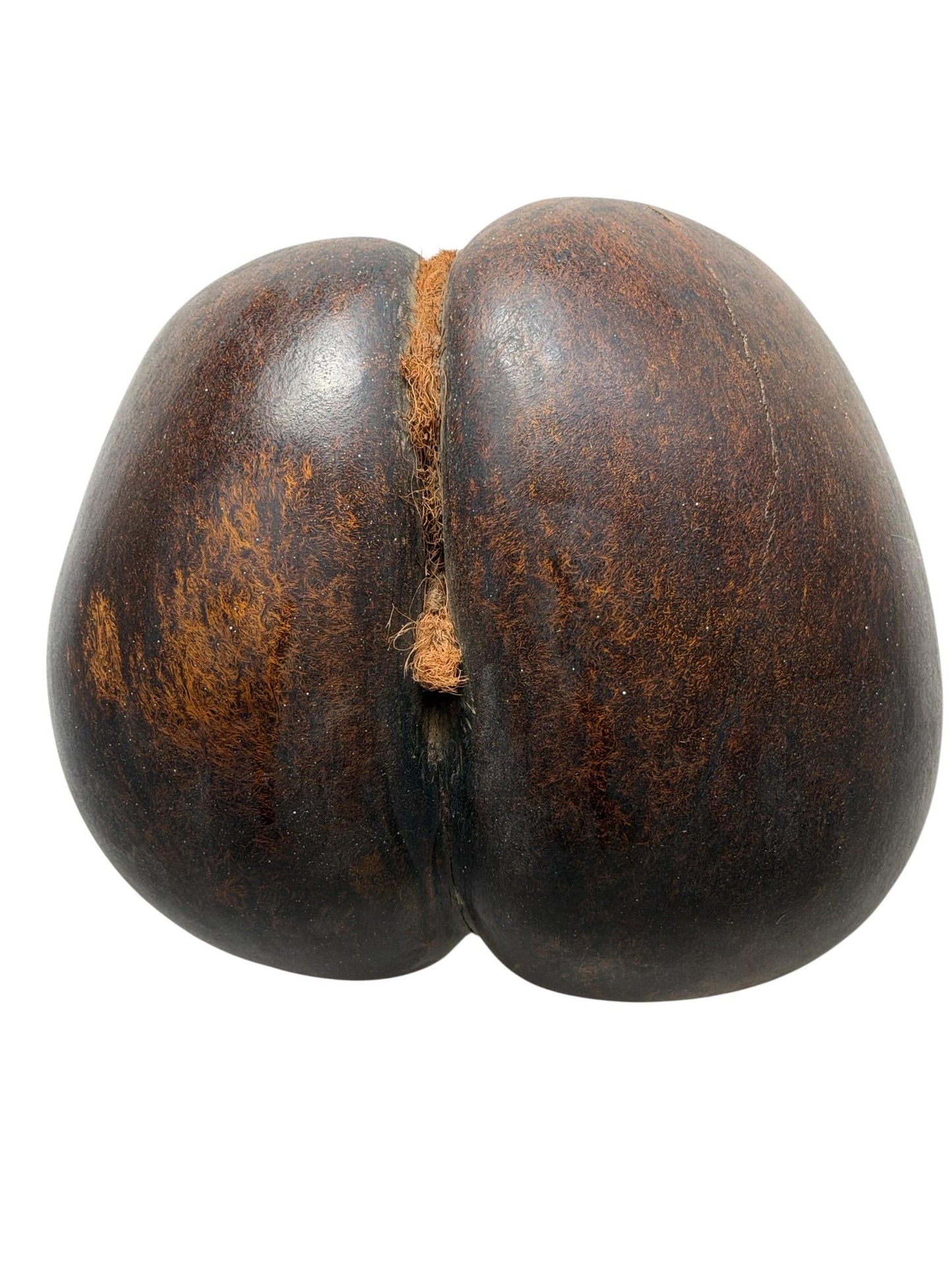 XL  Coco de Mer - Seychelles Double Coconut