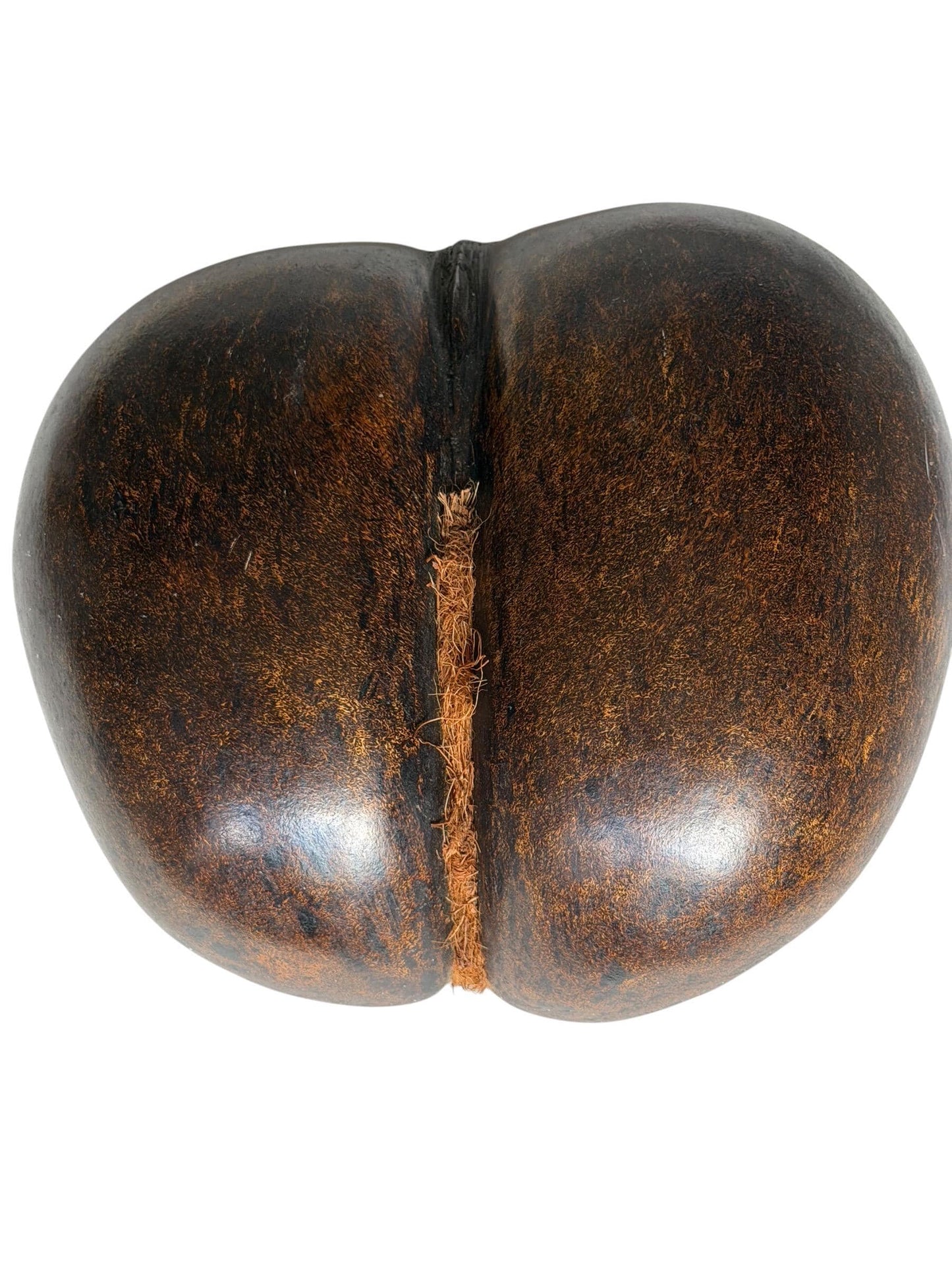XL  Coco de Mer - Seychelles Double Coconut