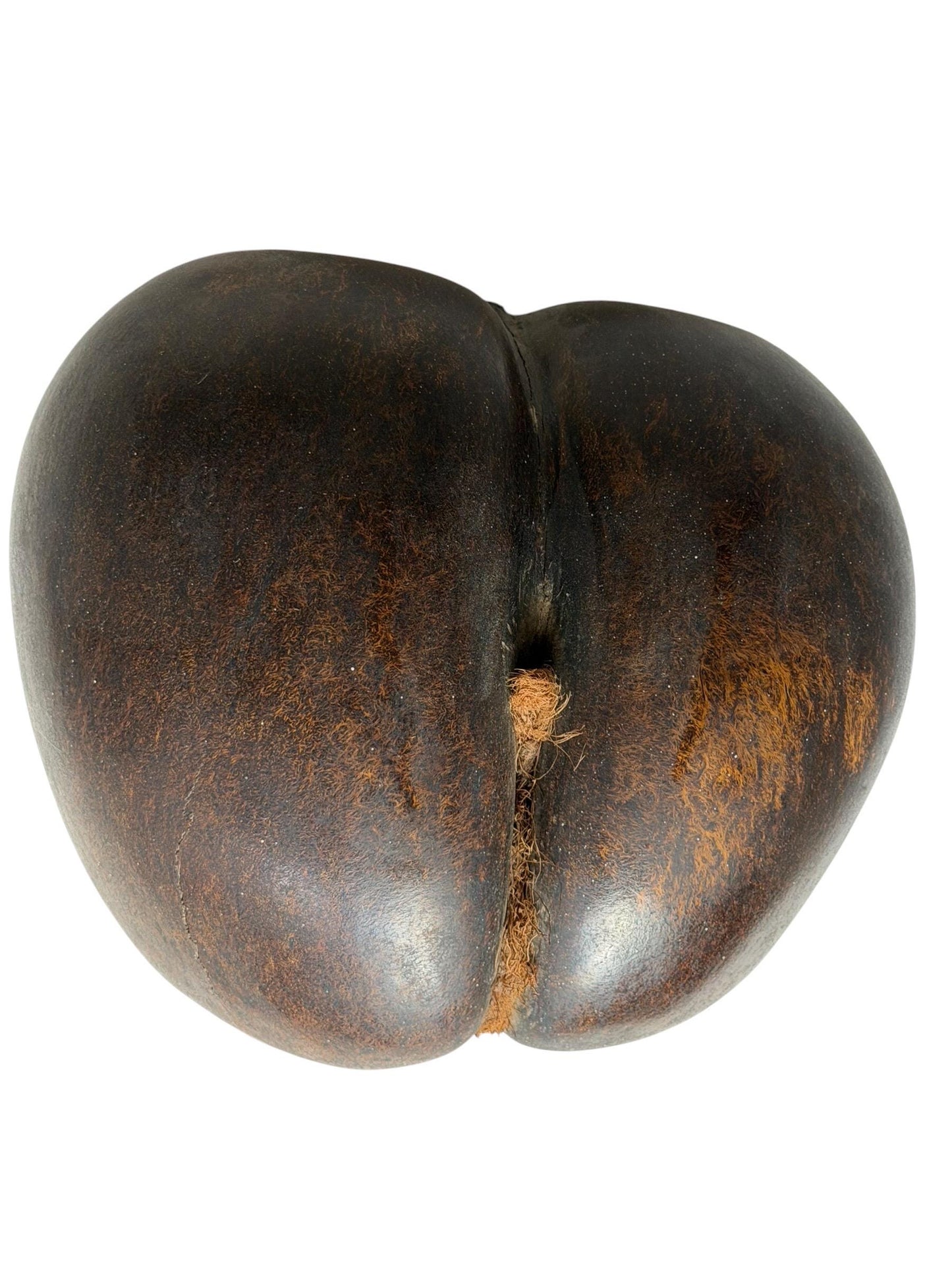 XL  Coco de Mer - Seychelles Double Coconut