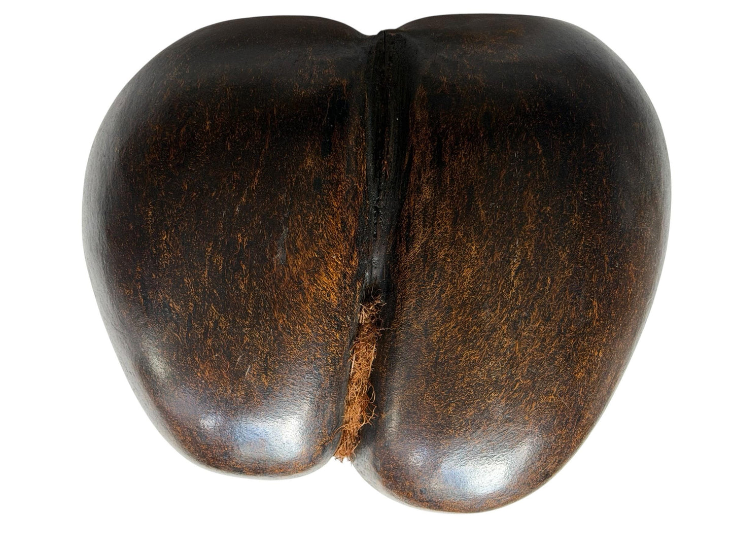 XL  Coco de Mer - Seychelles Double Coconut
